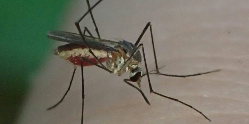 Mosquito Control in Apex, North Carolina
