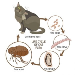 we can assess the situation and provide a plan for flea control