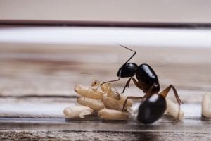 you need a professional to provide ant control if you want effective results
