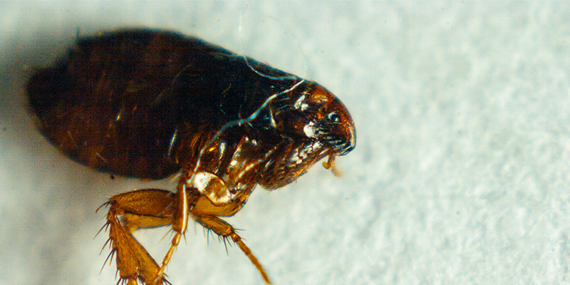 Flea Control in Apex, North Carolina