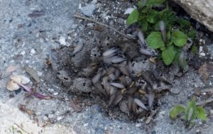 ideal time to have your termite control plan in place is before swarm season begins