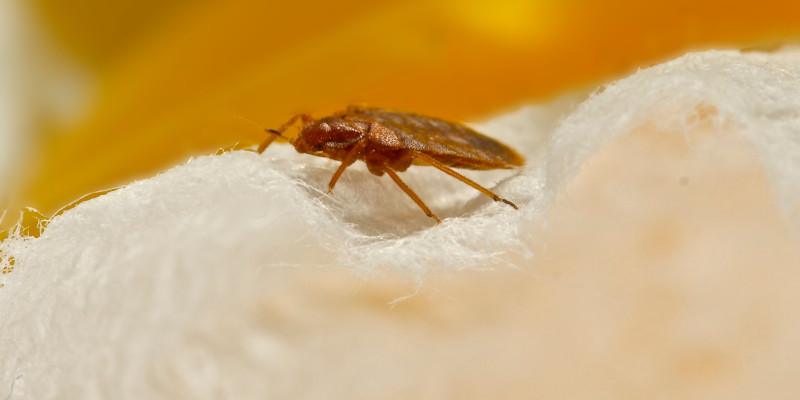 Bed Bug in cotton thread