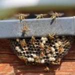 Wasp Removal in South Raleigh, North Carolina