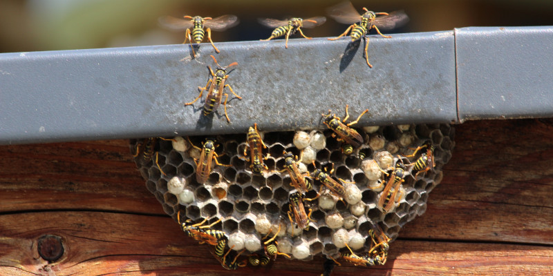 Wasp Removal in Fuquay-Varina, North Carolina