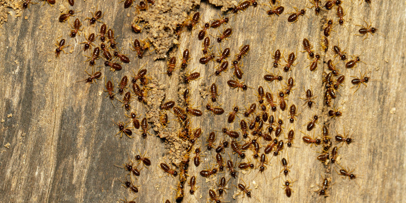 Commercial Termite Control in Apex, North Carolina