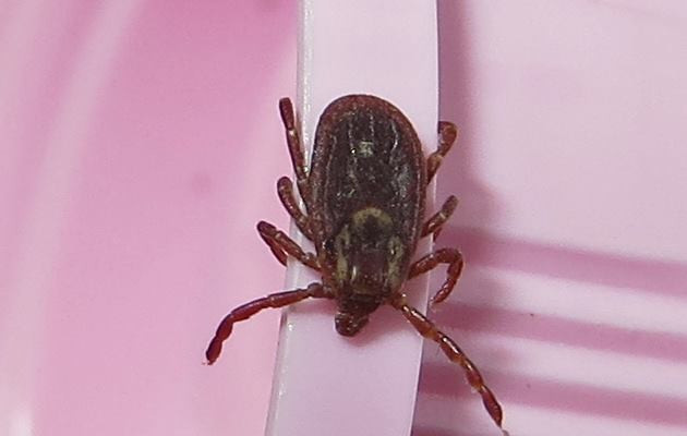Tick Control in South Raleigh, North Carolina