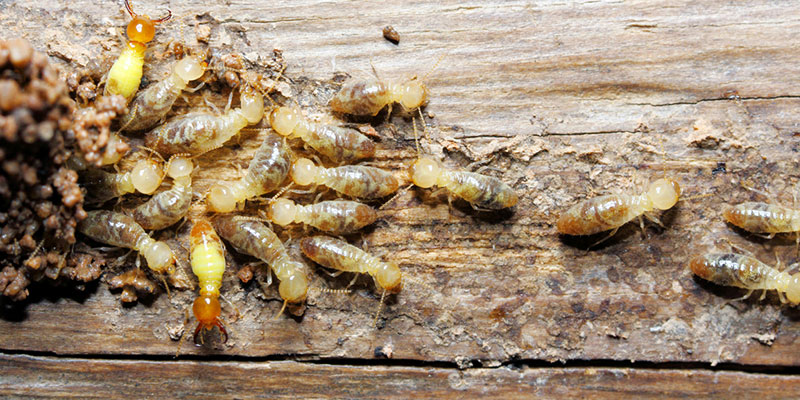 signs that you need termite removal
