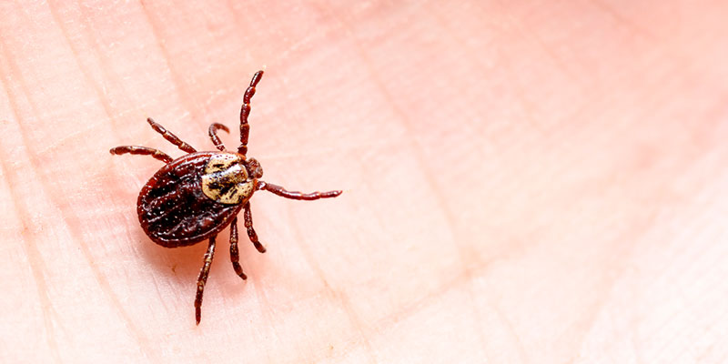 we’re here to help you with your tick removal process