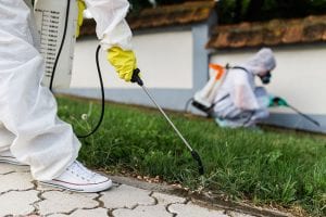 Take Care of Your Insect Problem for Good with Insect Removal