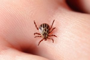 Tried and True Tick Removal