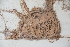 above-ground termite control is often the solution