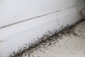 Top Ways to Implement Ant Control