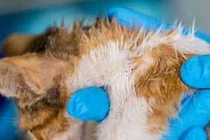 Signs You Need Flea Removal