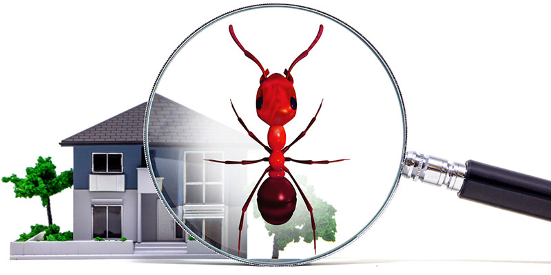 Top Reasons to Invest in a Pest Real Estate Inspection
