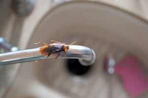 Cockroach Control, Garner, NC