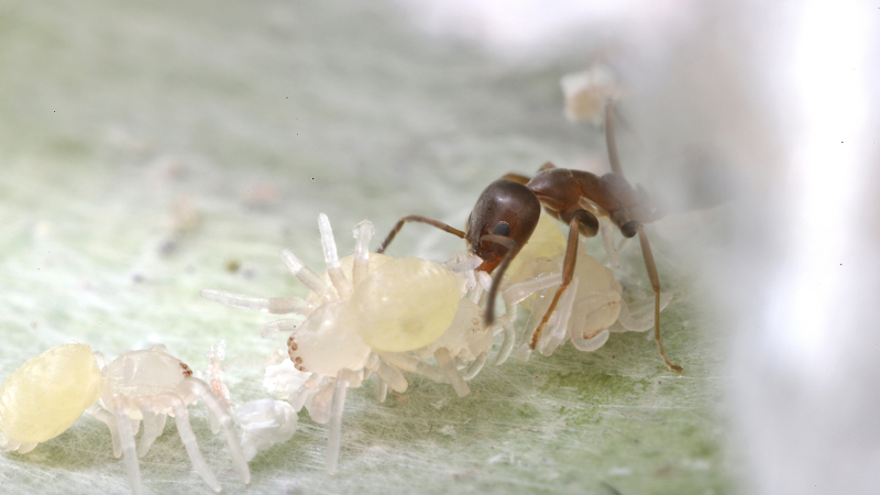 Argentine Ants in Apex, North Carolina