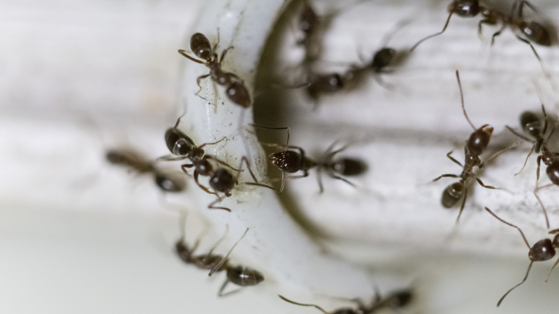 Odorous House Ants in Cary, North Carolina