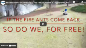 NC Pest Control: The Expert Fire Ant Control in Fuquay-Varina, NC