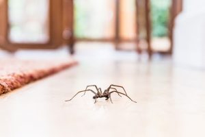 Can Residential Pest Control Help with Spiders?