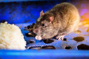 Commercial Rodent Control is Critical for Preventing Mice in Restaurants