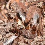 Fire Ants in Cary, North Carolina