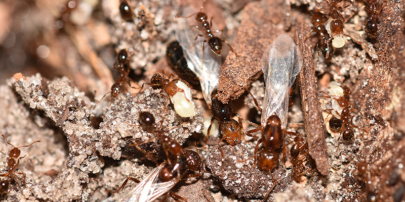 Fire Ants in Holly Springs, North Carolina