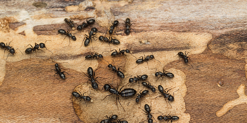 Carpenter Ants in Apex, North Carolina