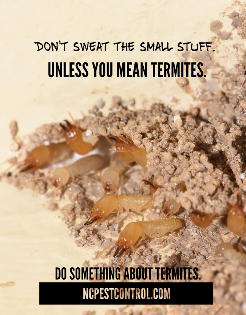 Termite Swarmers in Cary, North Carolina