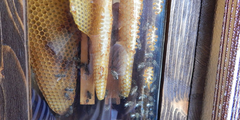 Why We Work with Beekeepers for Honeybee Removal