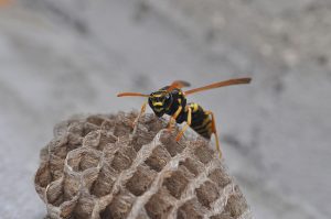 Reasons to Use Professional Wasp Removal Services