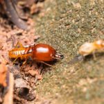 Termite Swarmers, Fuquay-Varina, NC