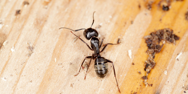 Pavement Ants in Fuquay-Varina, North Carolina