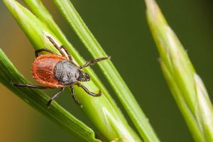 How Tick Control Protects Your Family