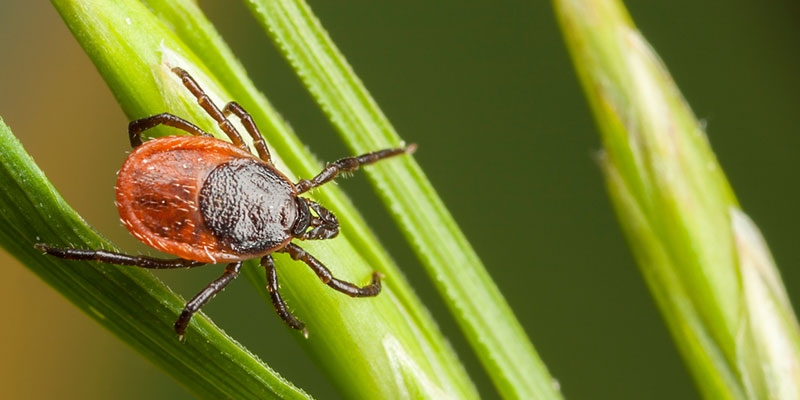 How Tick Control Protects Your Family
