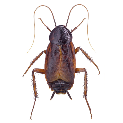 Cockroach Control in Fuquay-Varina, NC
