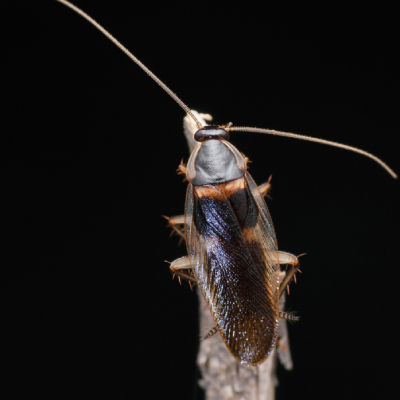 Cockroach Control in Fuquay-Varina, NC