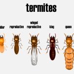 Termite Swarmers in Fuquay-Varina, North Carolina