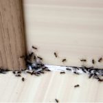 Little Black Ants in Fuquay-Varina, North Carolina